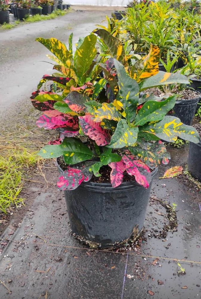 codiaeum-variegatum-magnificent-croton
