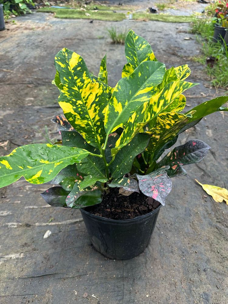 codiaeum-variegatum-magnificent-croton