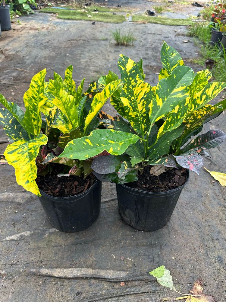 codiaeum-variegatum-magnificent-croton
