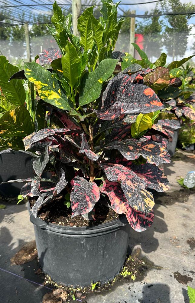 codiaeum-variegatum-magnificent-croton