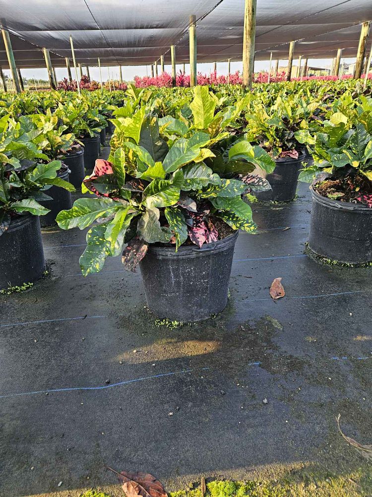 codiaeum-variegatum-magnificent-croton