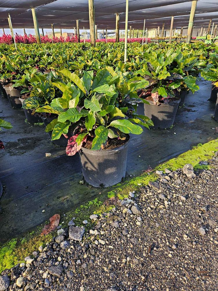 codiaeum-variegatum-magnificent-croton