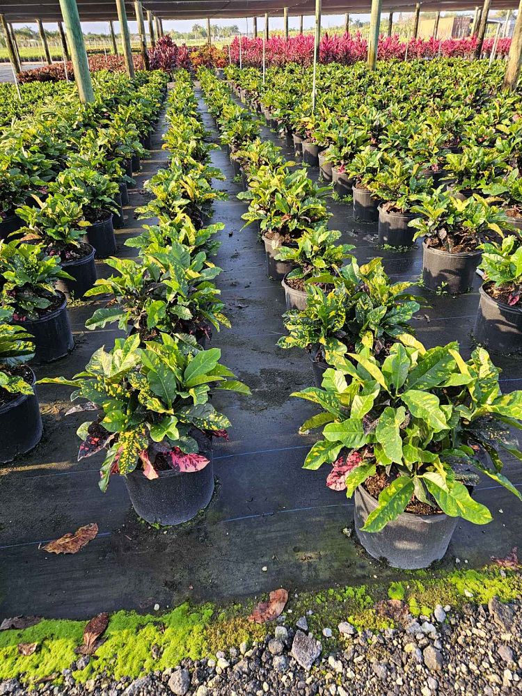 codiaeum-variegatum-magnificent-croton