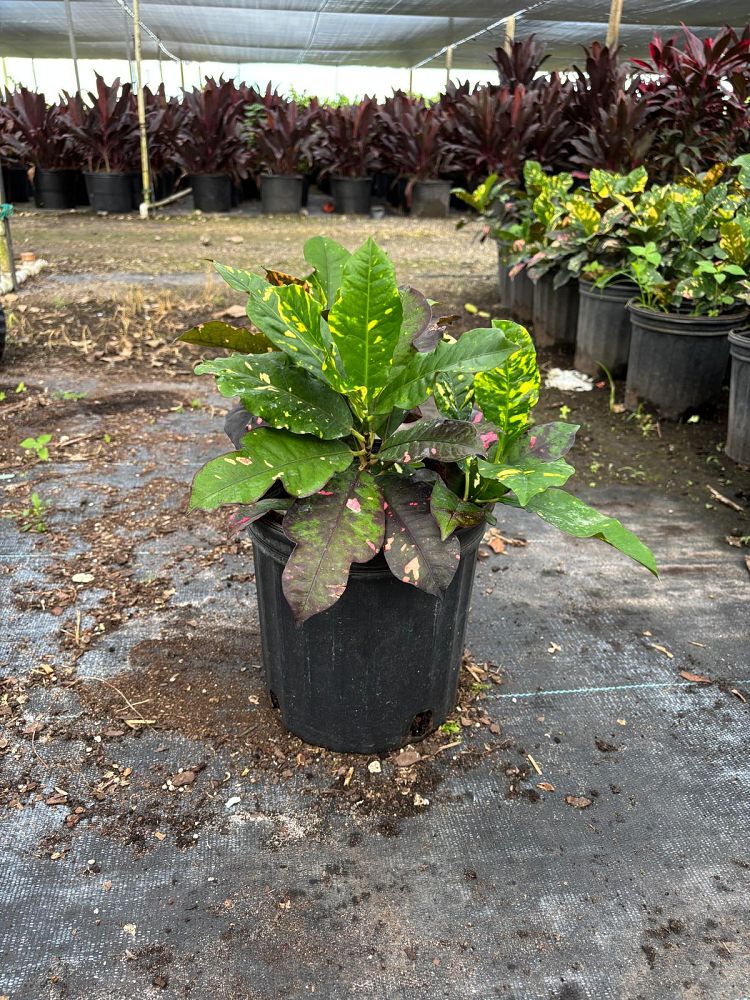 codiaeum-variegatum-magnificent-croton