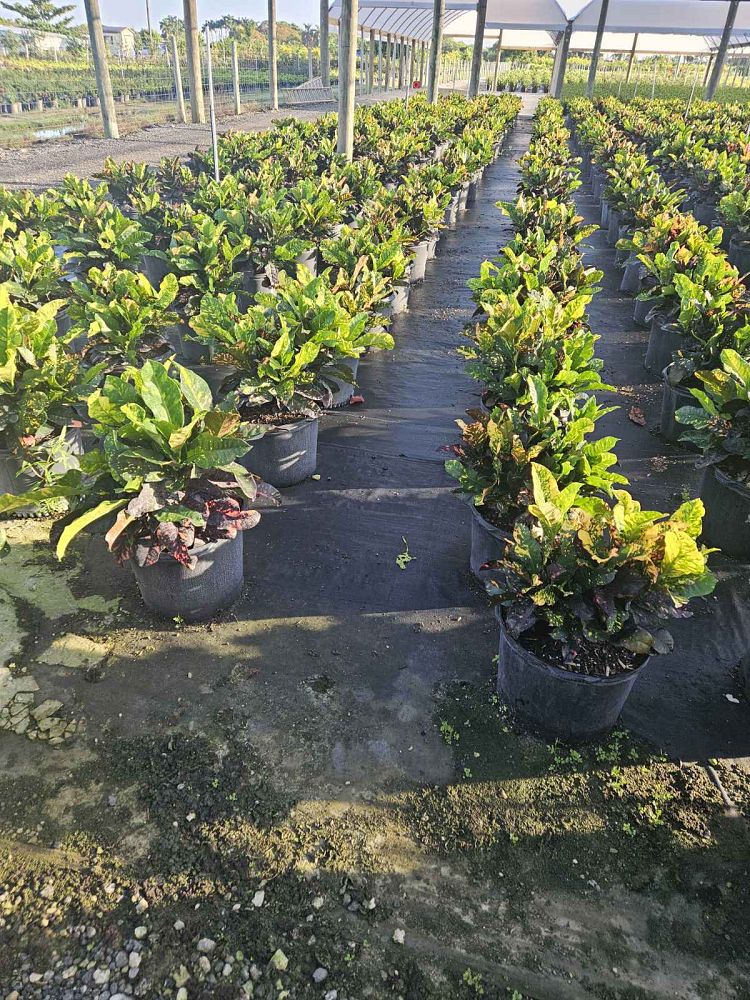 codiaeum-variegatum-magnificent-croton