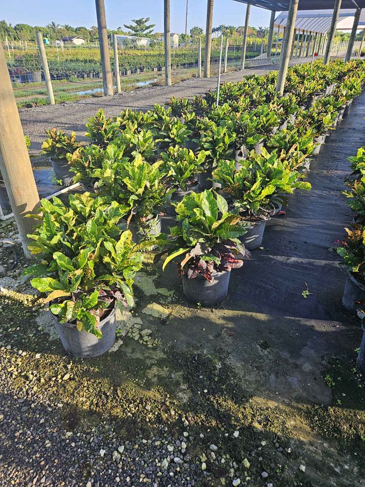 codiaeum-variegatum-magnificent-croton
