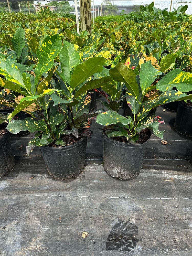 codiaeum-variegatum-magnificent-croton