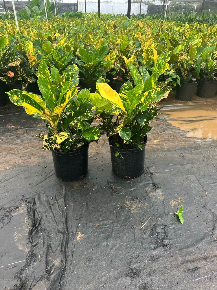 codiaeum-variegatum-magnificent-croton