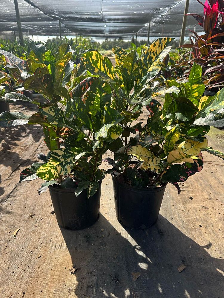 codiaeum-variegatum-magnificent-croton