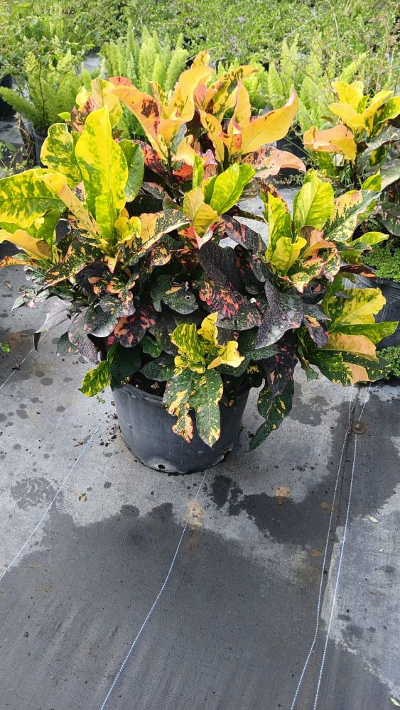 codiaeum-variegatum-magnificent-croton