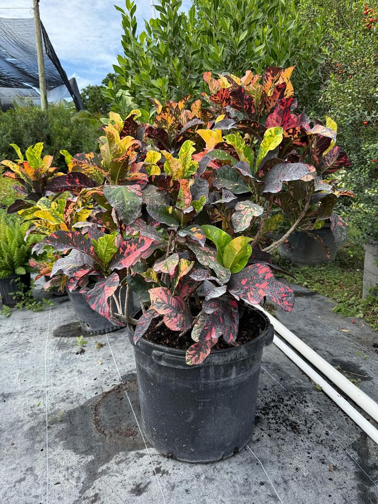 codiaeum-variegatum-magnificent-croton