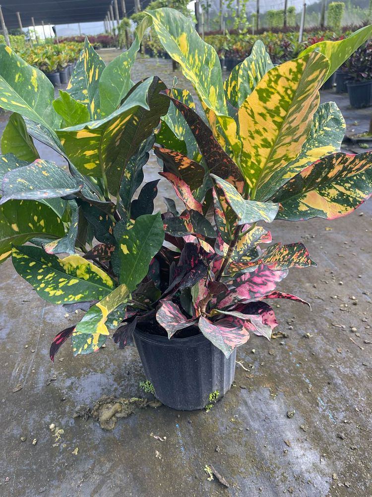 codiaeum-variegatum-magnificent-croton