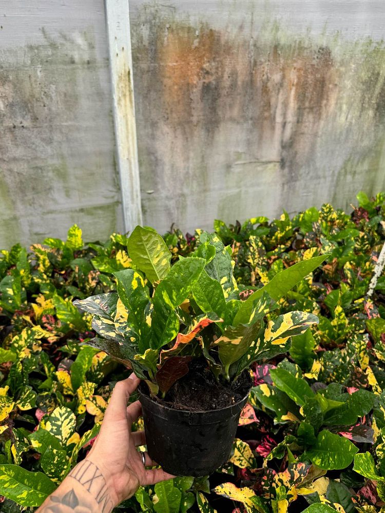 codiaeum-variegatum-magnificent-croton