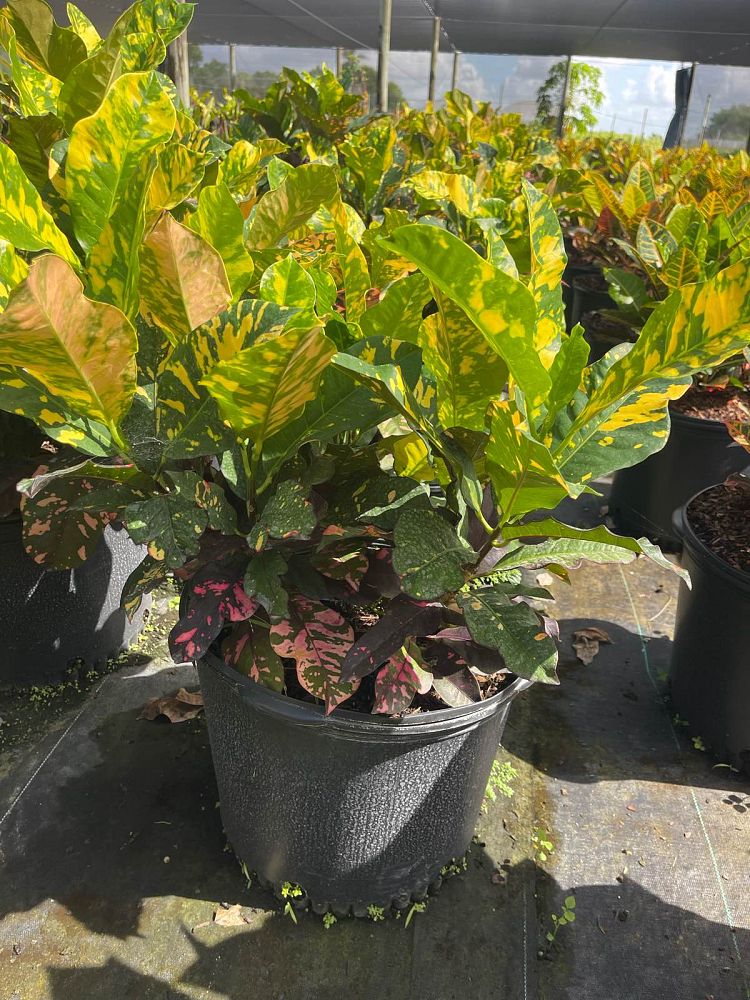 codiaeum-variegatum-magnificent-croton