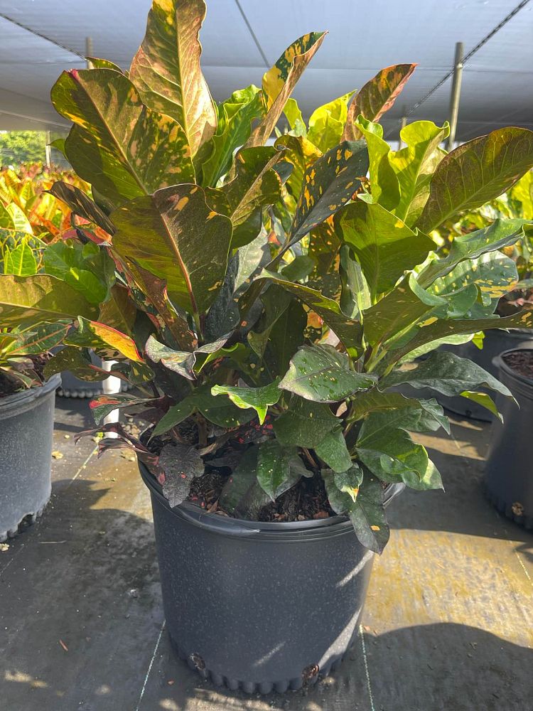 codiaeum-variegatum-magnificent-croton