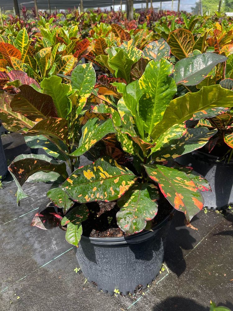 codiaeum-variegatum-magnificent-croton