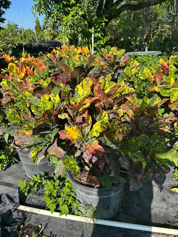 codiaeum-variegatum-magnificent-croton