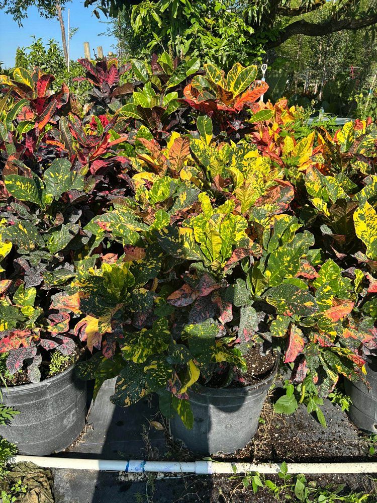 codiaeum-variegatum-magnificent-croton