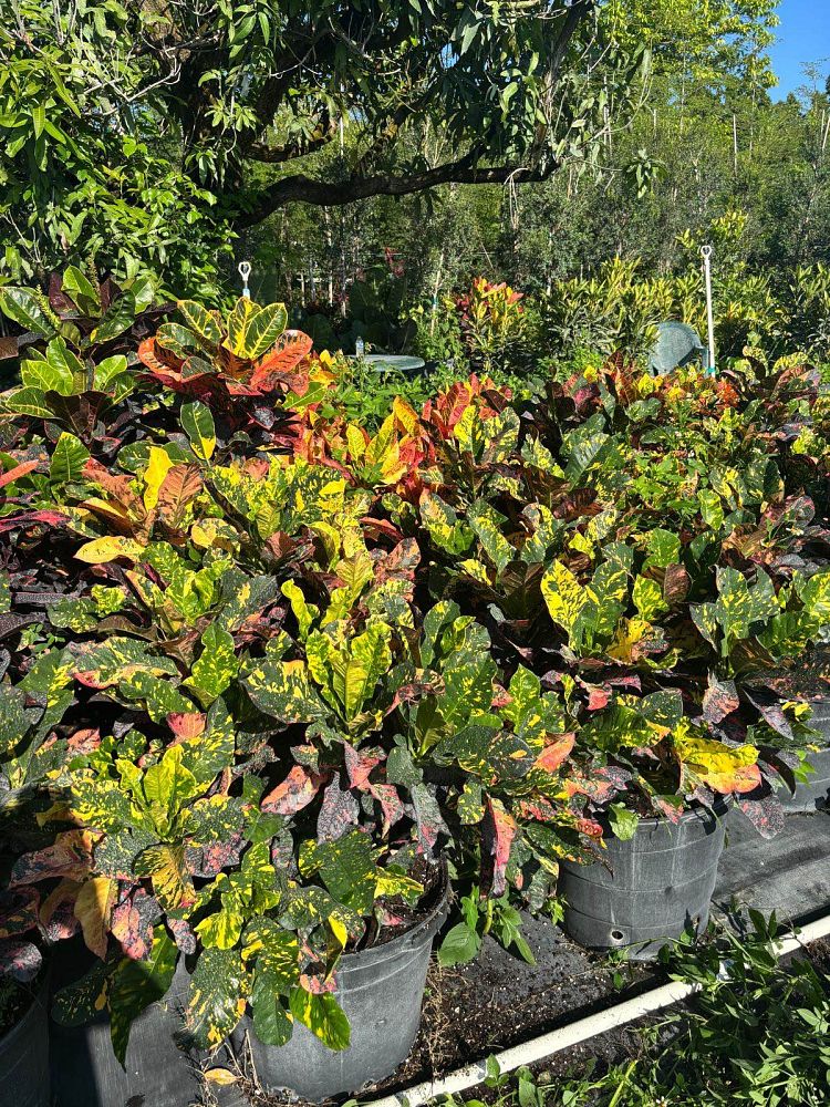 codiaeum-variegatum-magnificent-croton