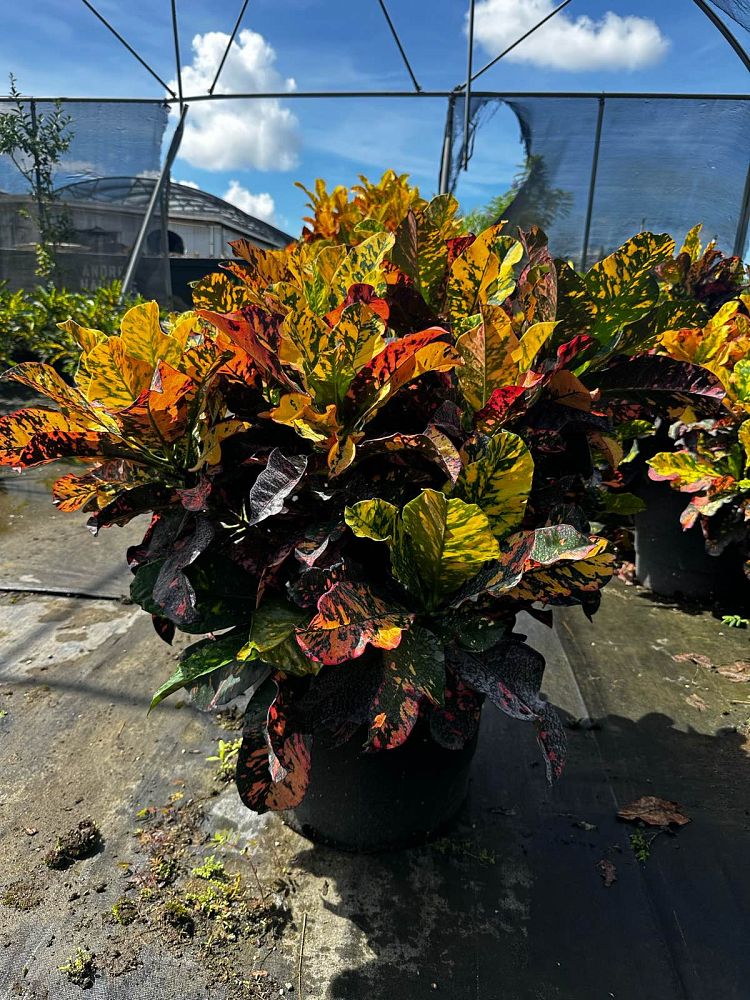codiaeum-variegatum-magnificent-croton