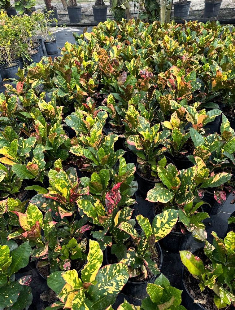 codiaeum-variegatum-magnificent-croton