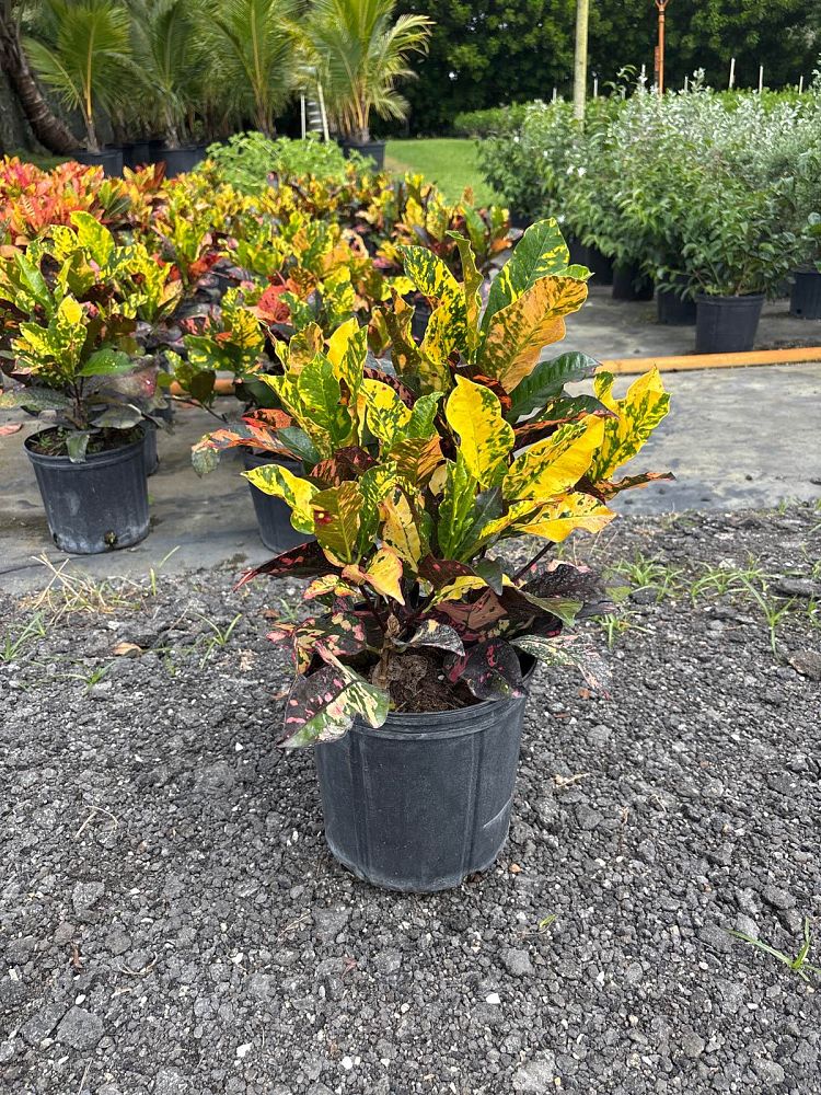 codiaeum-variegatum-magnificent-croton