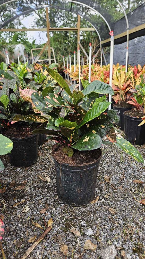 codiaeum-variegatum-magnificent-croton