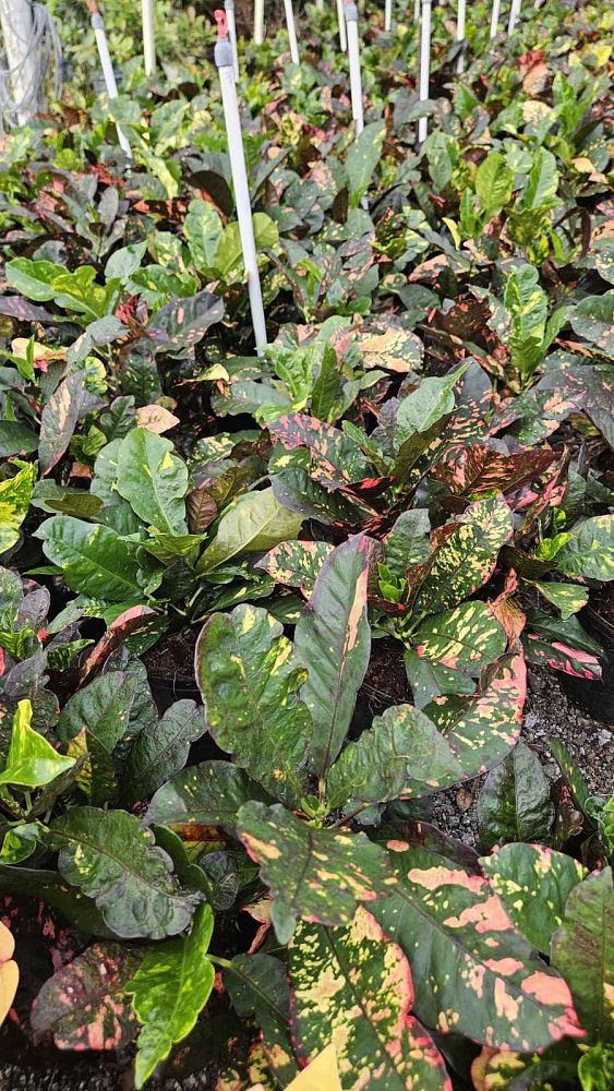 codiaeum-variegatum-magnificent-croton