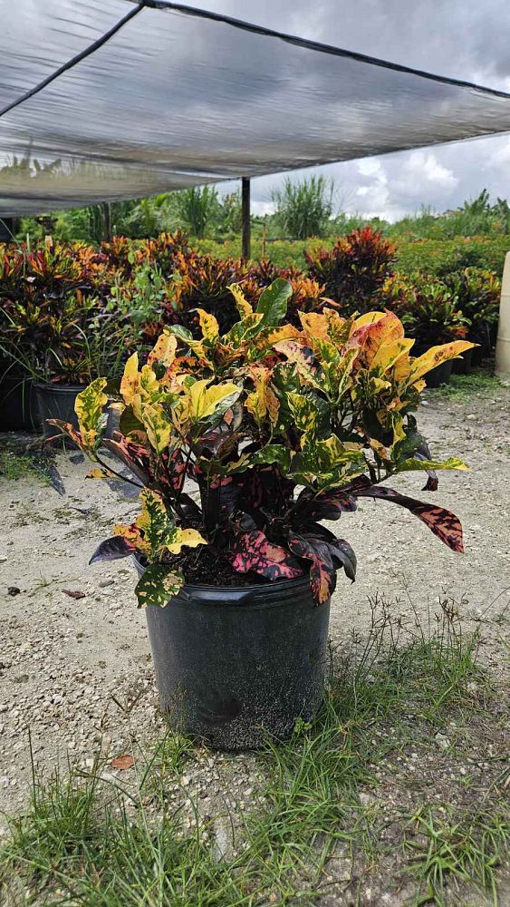 codiaeum-variegatum-magnificent-croton