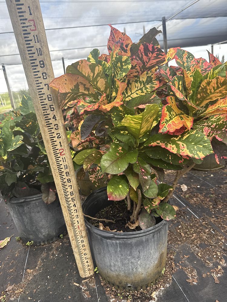 codiaeum-variegatum-magnificent-croton