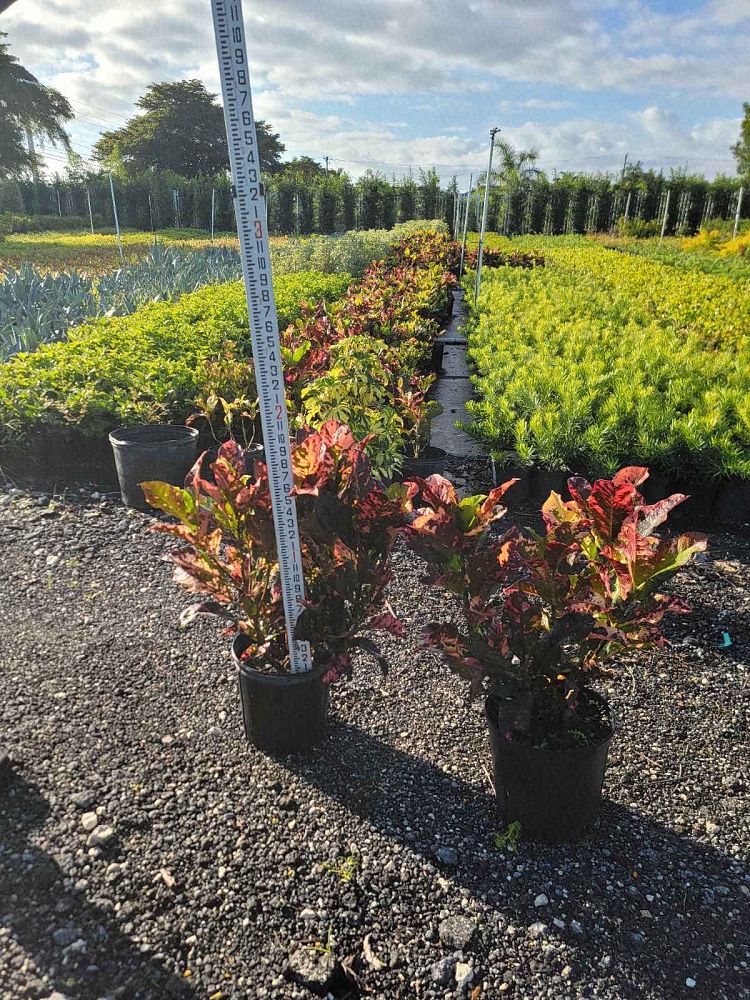 codiaeum-variegatum-magnificent-croton