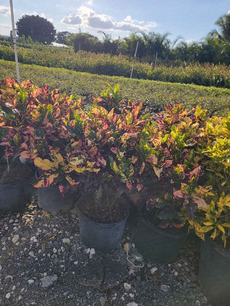 codiaeum-variegatum-magnificent-croton