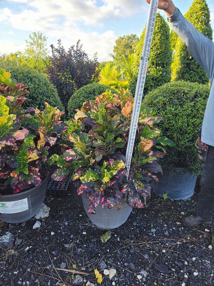 codiaeum-variegatum-magnificent-croton