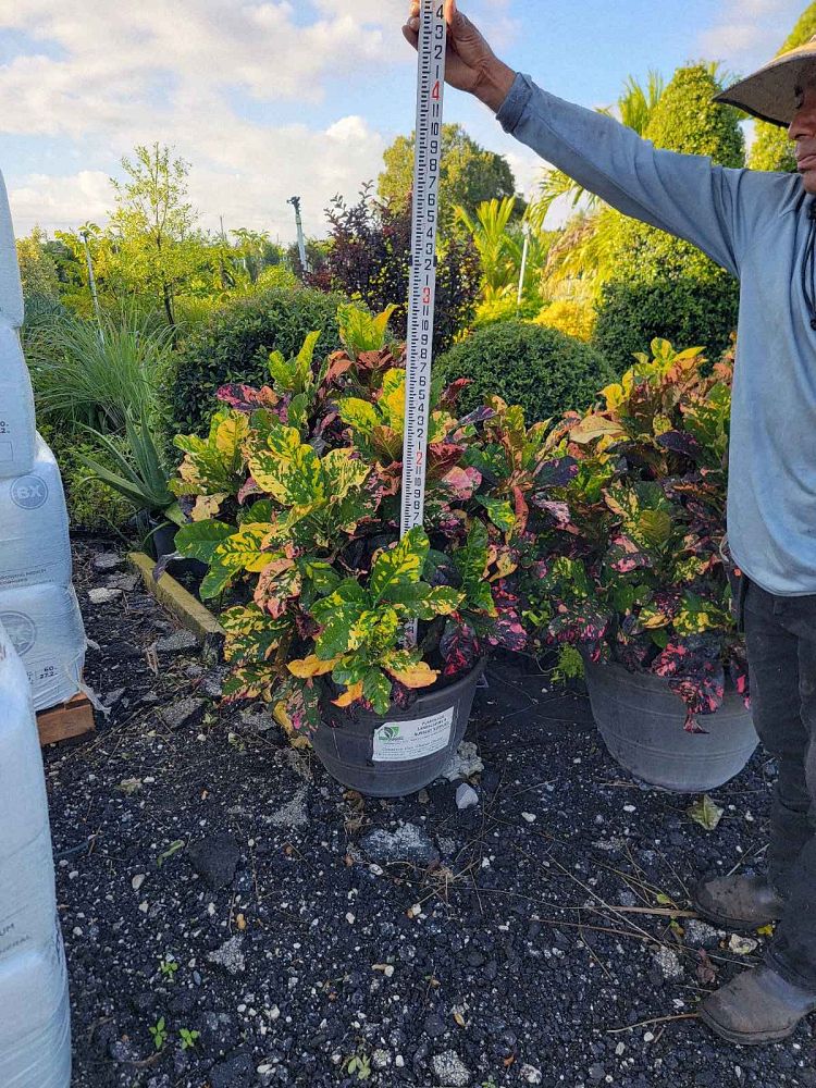 codiaeum-variegatum-magnificent-croton