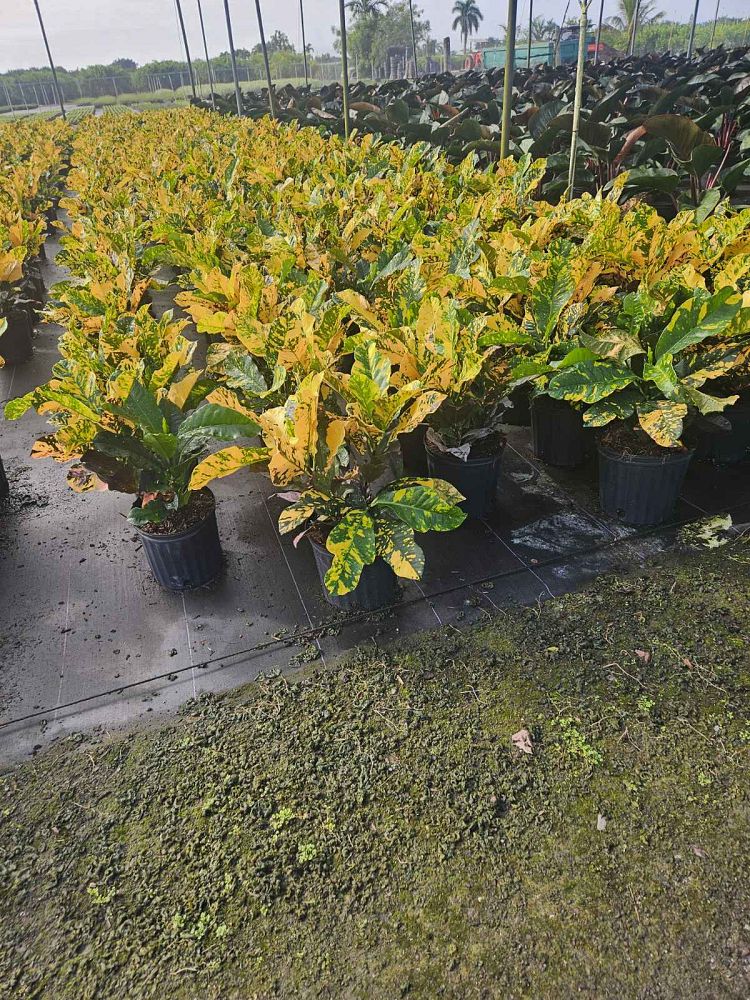 codiaeum-variegatum-magnificent-croton