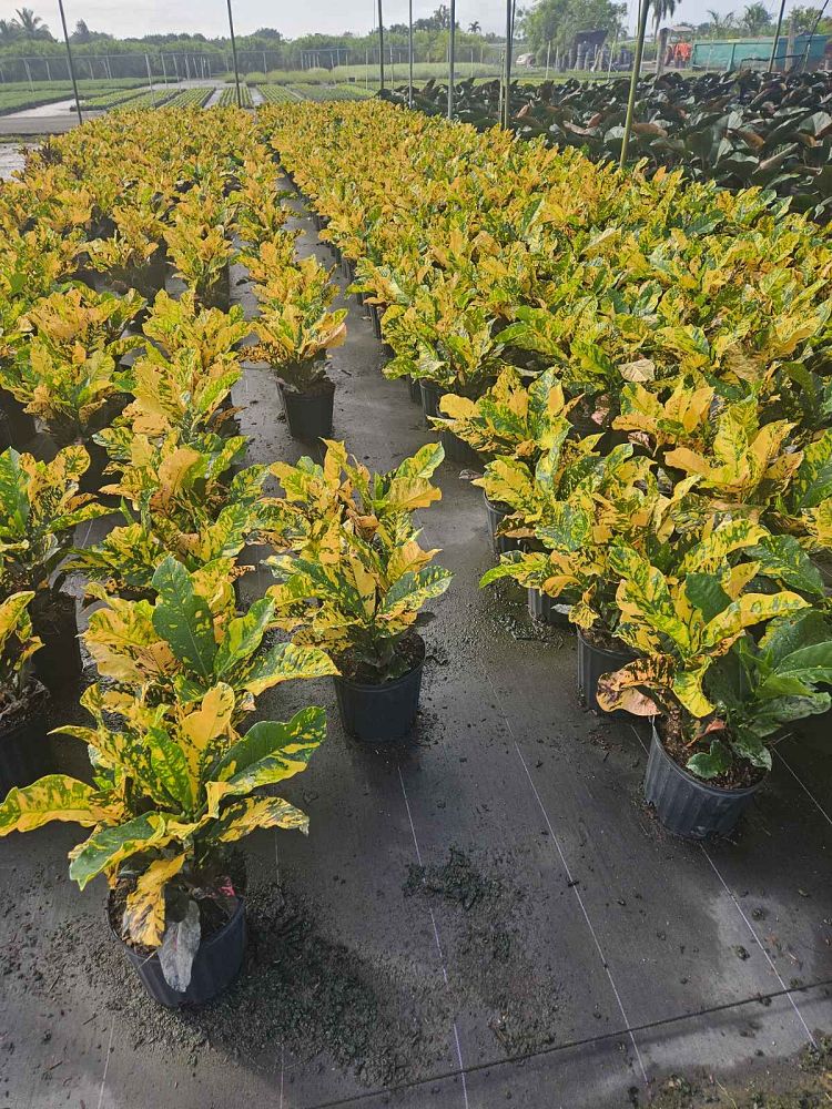 codiaeum-variegatum-magnificent-croton