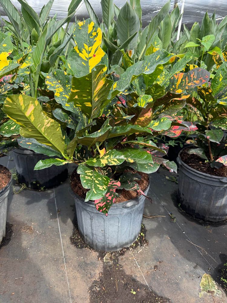 codiaeum-variegatum-magnificent-croton