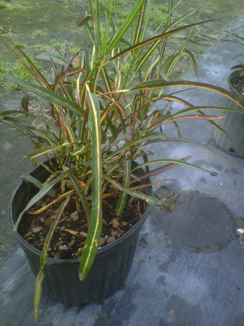 codiaeum-variegatum-majestic-croton