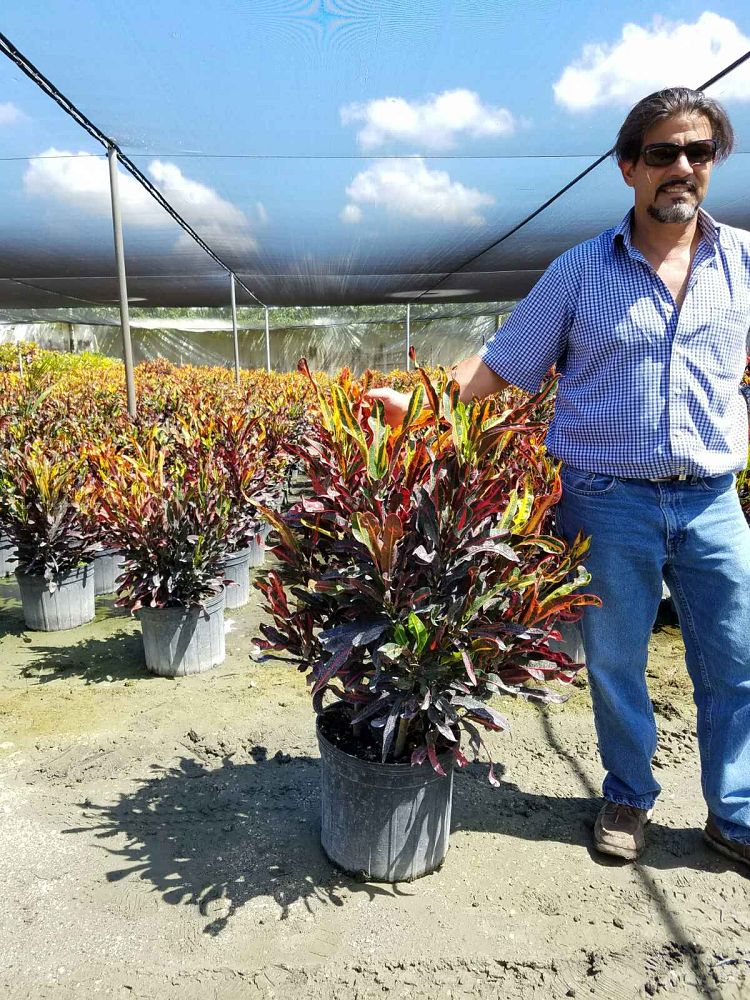 codiaeum-variegatum-majestic-croton