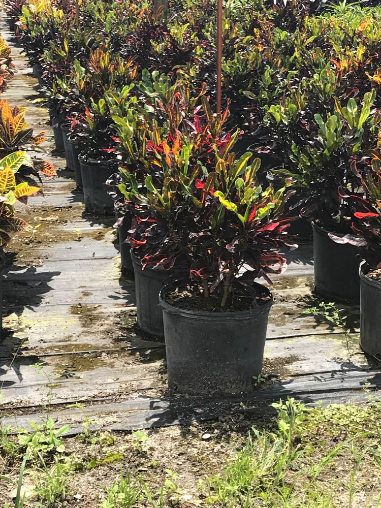 codiaeum-variegatum-mammey-croton