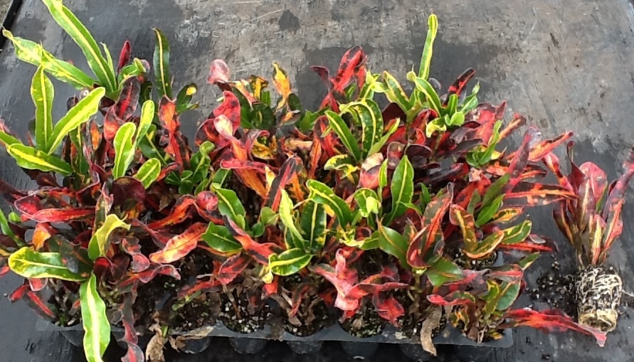 codiaeum-variegatum-mammey-croton