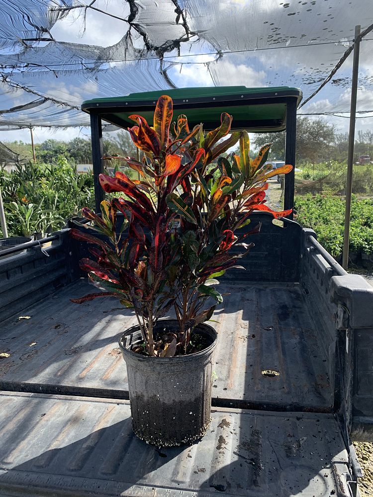 codiaeum-variegatum-mammey-croton