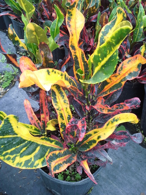 codiaeum-variegatum-mammey-croton