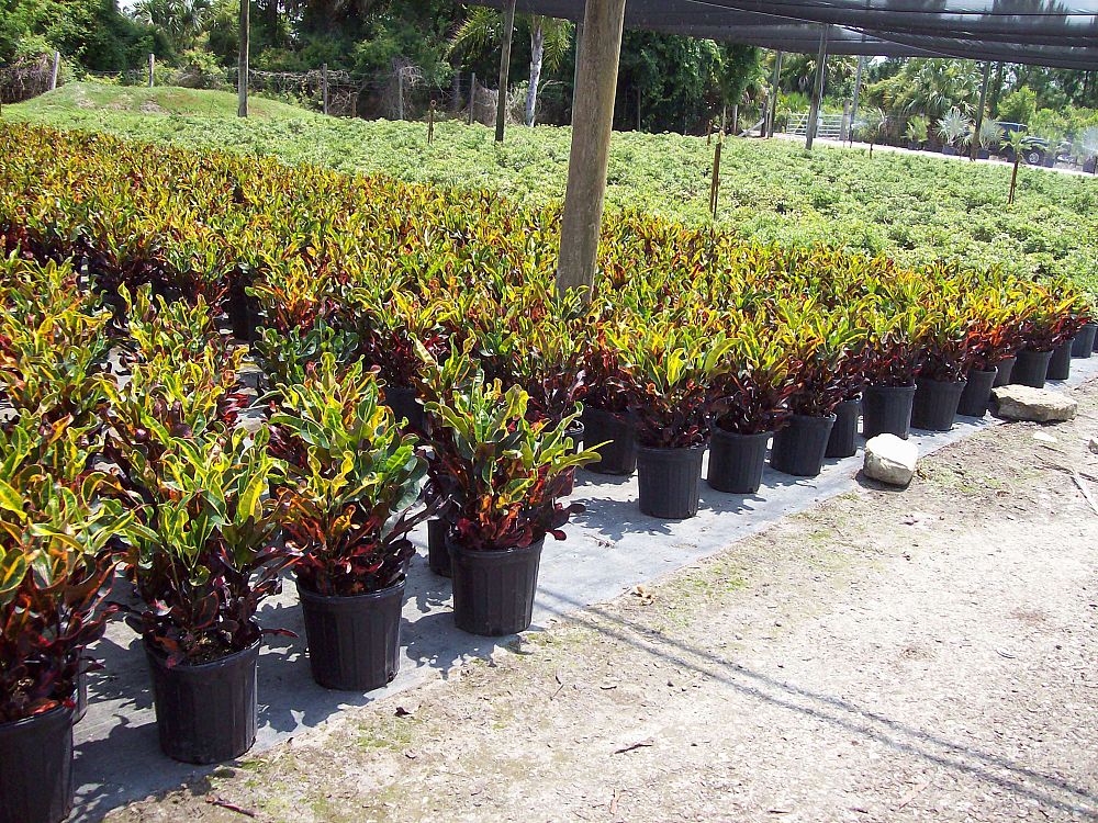 codiaeum-variegatum-mammey-croton