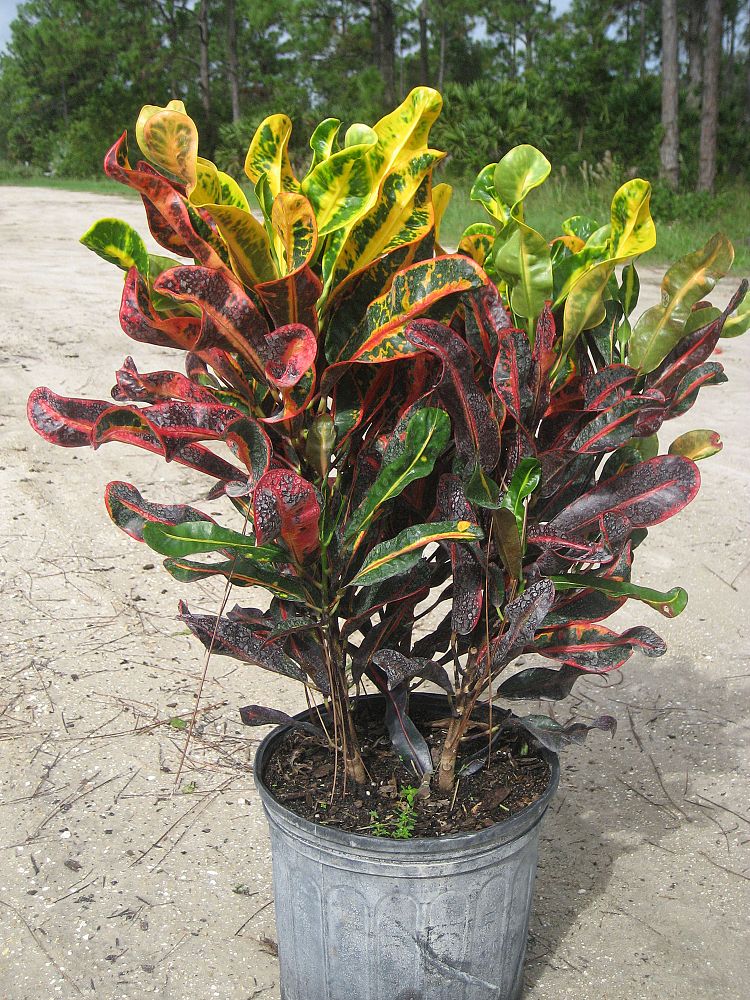 codiaeum-variegatum-mammey-croton