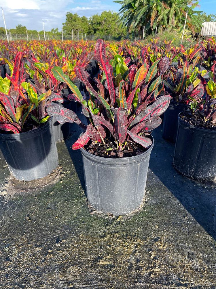 codiaeum-variegatum-mammey-croton