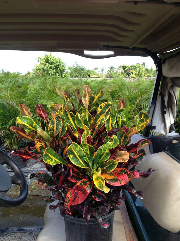 codiaeum-variegatum-mammey-croton