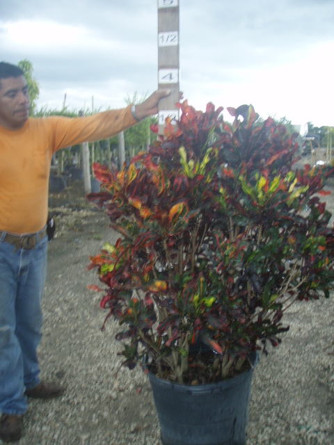 codiaeum-variegatum-mammey-croton