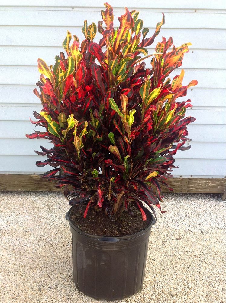 codiaeum-variegatum-mammey-croton