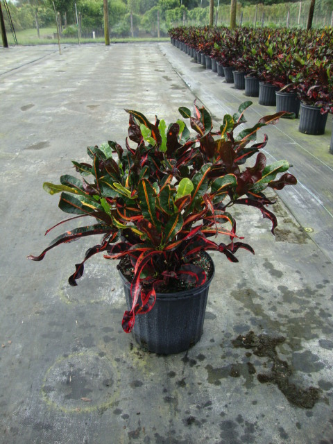codiaeum-variegatum-mammey-croton